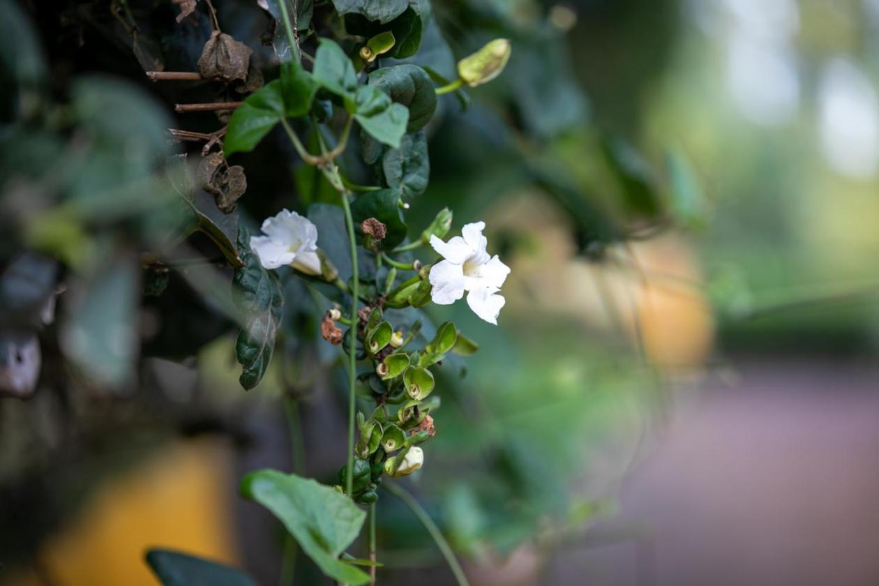 Gatimene Gardens Hotel Meru Buitenkant foto