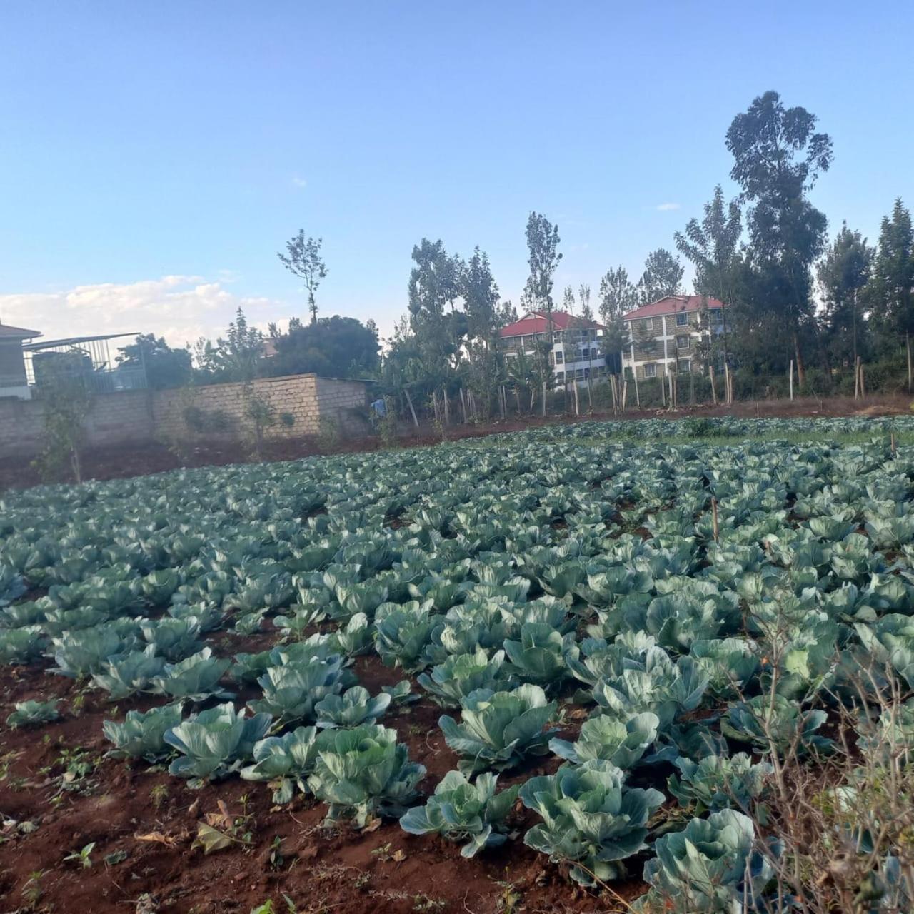 Gatimene Gardens Hotel Meru Buitenkant foto